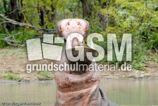 Flusspferd (100 von 104).jpg